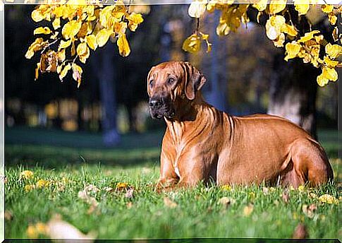 Rhodesian Ridgeback in the meadow 