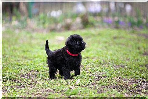 Affenpinscher in the meadow 