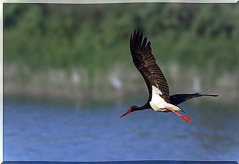 Let's discover the black stork together