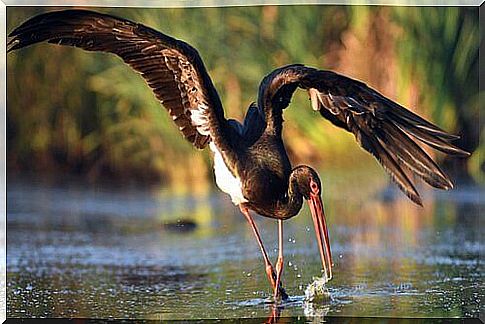 black stork with open wings 