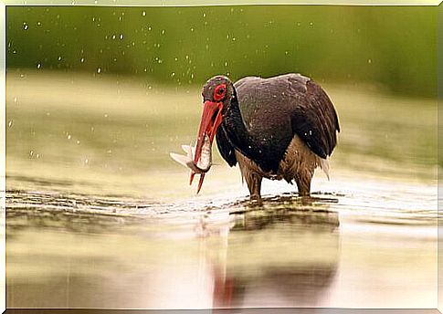 black stork with fish in its mouth