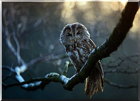 Let's discover 5 species of nocturnal birds together