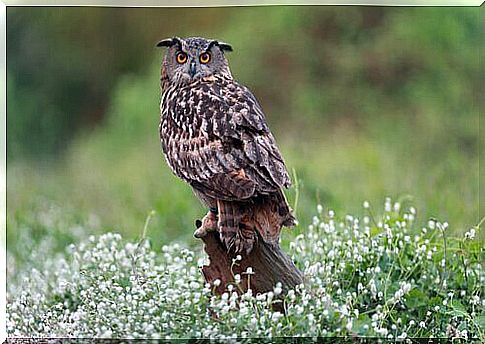 eagle owl on log 