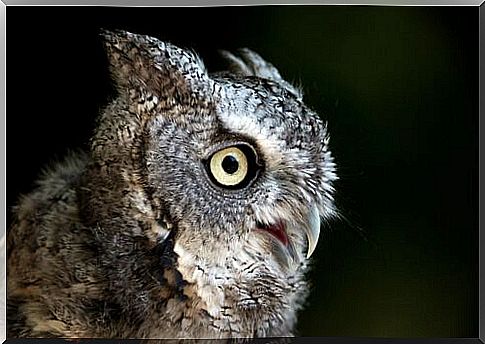 Eastern American scops owl 