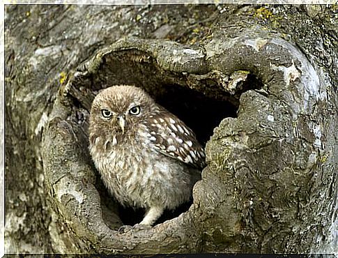 owl inside tree 