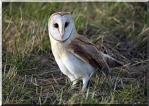 Common barn owl in the middle of the meadow 