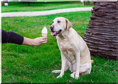 Let's find out 3 ice cream recipes for dogs