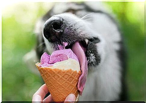 Dog licking ice cream cone 