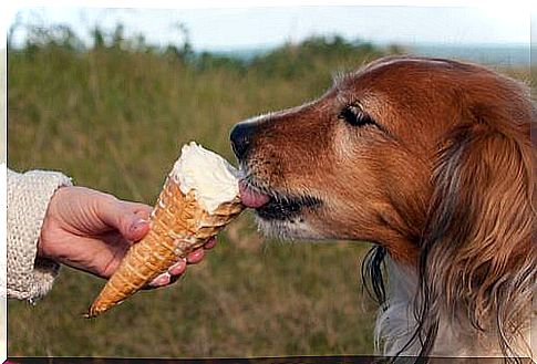 Dog licking ice cream cone 