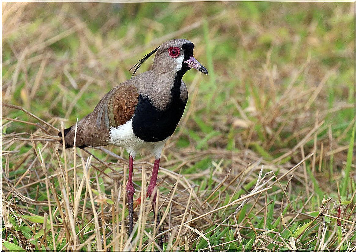 We know the Tero, a small South American bird