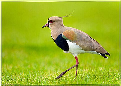 Bird Tero in the middle of the meadow 