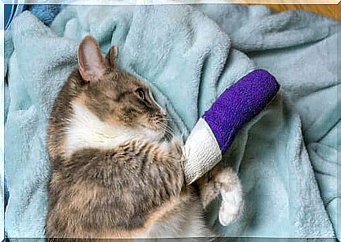 Limping cats: common causes and treatment