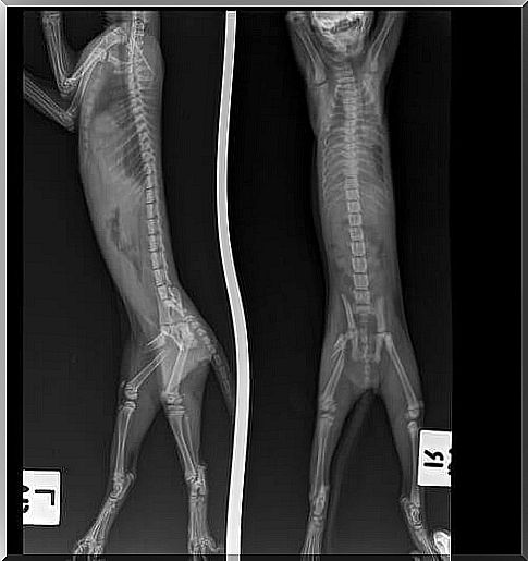 Sometimes the diagnosis of limping cats may require the use of an x-ray