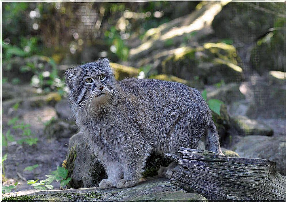 Pallas's cat