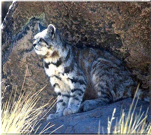 Wild felines: the Andean cat