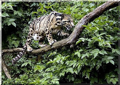 Wild cats: clouded leopard