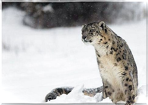 A snow leopard