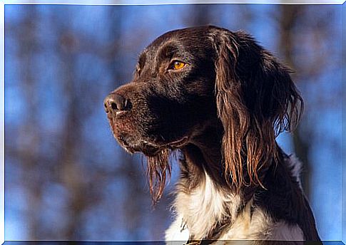 Little Munsterlander, a fabulous hunting dog