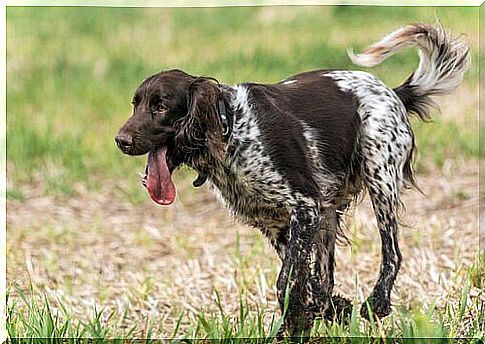 Small munsterlander outdoors with his tongue out