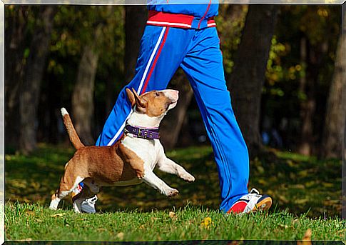 bull terrier jogging with his master