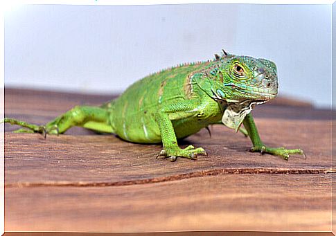 a small iguana on a table in the house