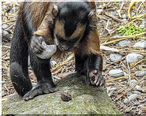 Monkey with a stone in his hand.