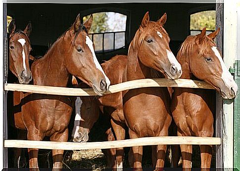 four brown horses look out from the stable in the sun