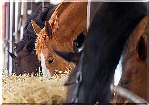 Hay feeder with many horses