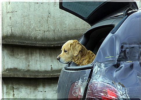 car sickness-animals-2