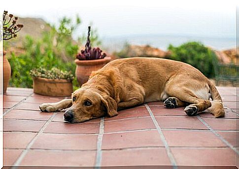 Dog rests on the ground of a villa