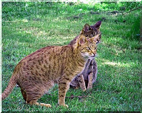 Ocicat cat, a small wild-looking feline