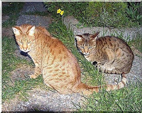 una coppia di gatti ocicat riposano sull'erba