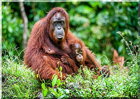 a mother with an Orangutan cub in the forest