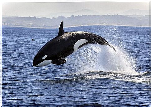 Orca: characteristics, behavior and habitat