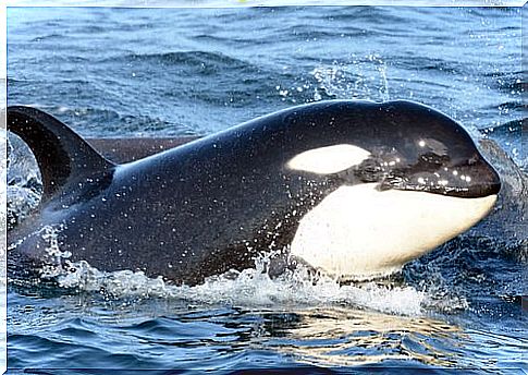 an Orca specimen comes to the surface to breathe