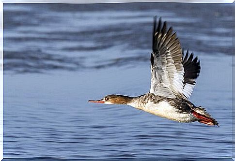 Orientation in the flight of birds