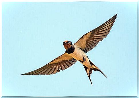 Swallow in flight