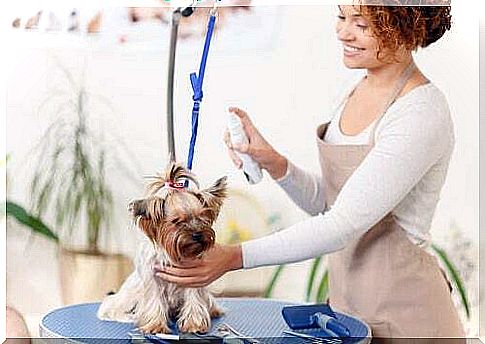 Pesticide spray for dogs: why use it