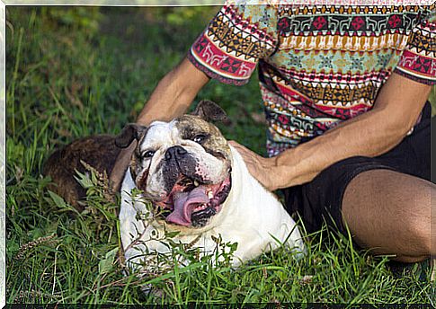 dog and master on the grass