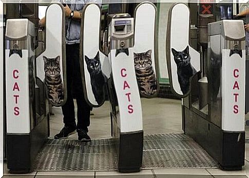 Photos of cats in place of advertisements in the London Underground