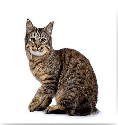 The Pixie Bob resembles the lynx, but is affectionate and homely