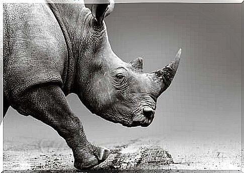 Poisoned rhino horn to save the species