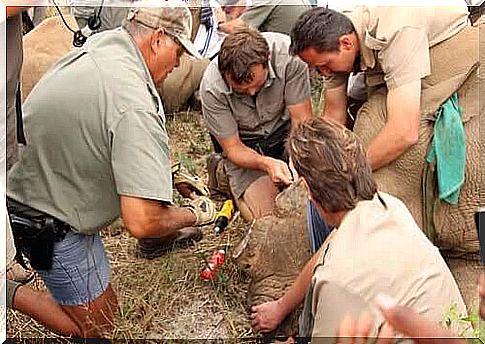 Safeguarding rhinos in reserves