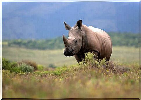 Illegal rhino horn trade