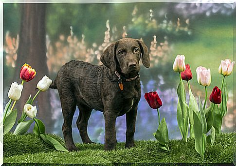 dog-tulips