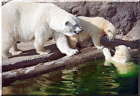 a family of polar bears