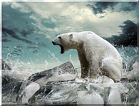 the roar of a polar bear