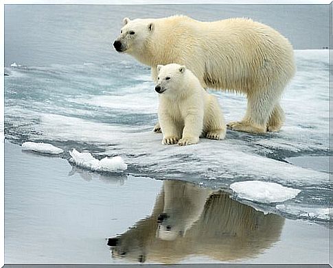 polar bear mother and baby mirrored in the water