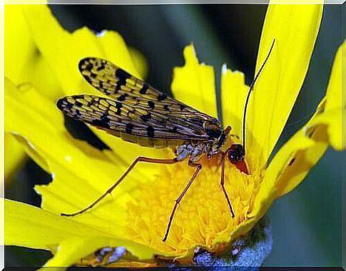 Pollinating insects and plants: an ancestral symbiosis.