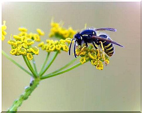 Wasp pollinating a flower.